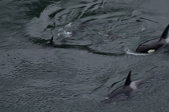Orcas
