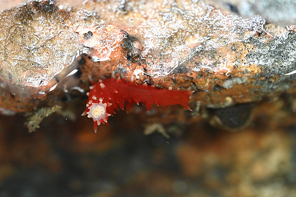 California Sea Cucumber