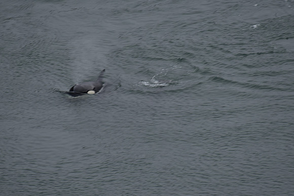 Orcas