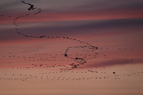 Snow Geese Artwork 5