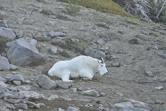 Mt Goat G5