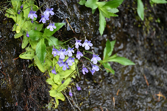 Butterwort