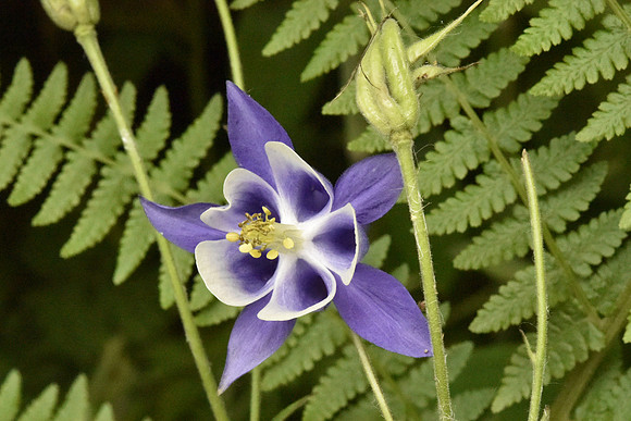 Purple columbine
