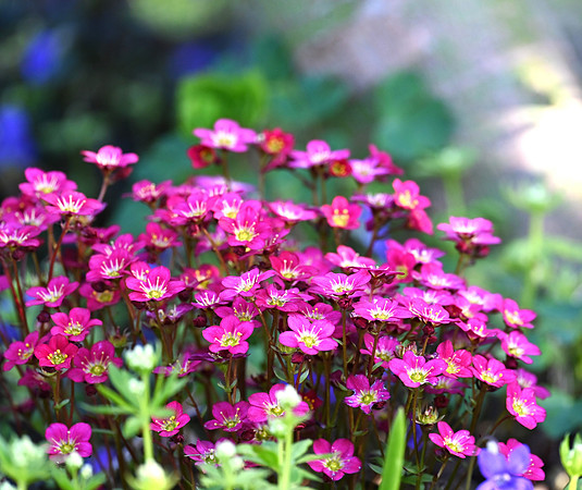 Red Saxifrage