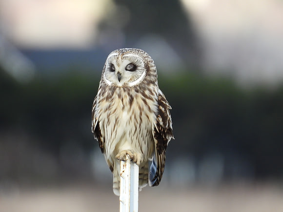 Short-eared Owl female with nictitating eye lids closed