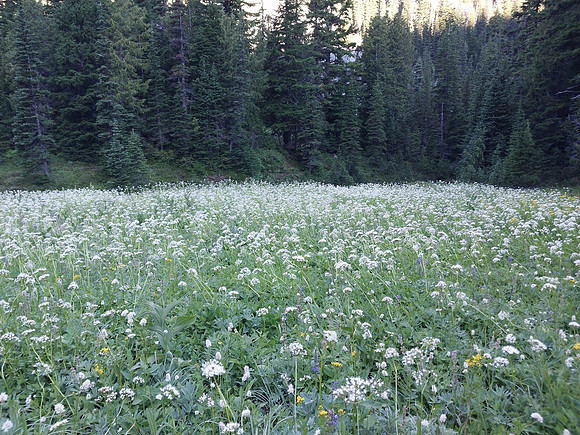 Sitka Valerian Berkeley Park