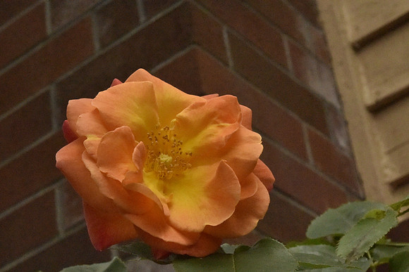 delight climbing rose