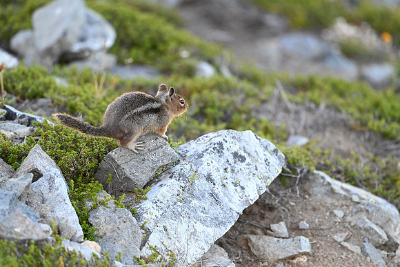 Golden Mantled Ground Squiirel (1st year)