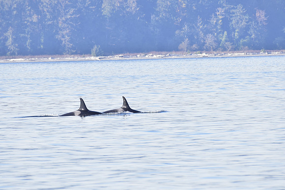 Orca