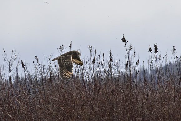 Short-eared Owl 9