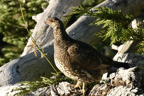 Female Sooty Grouse G-1