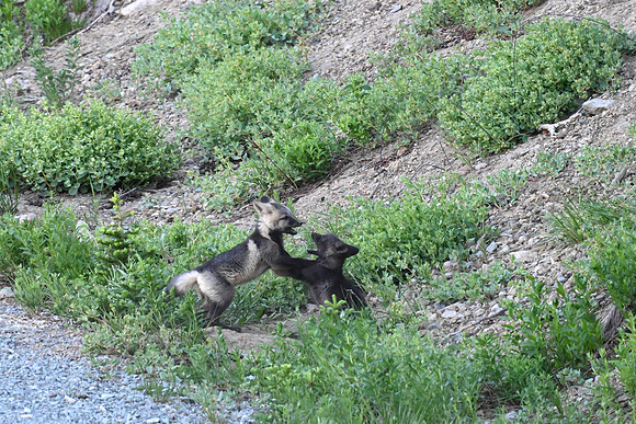 Cascade Foxes 0236