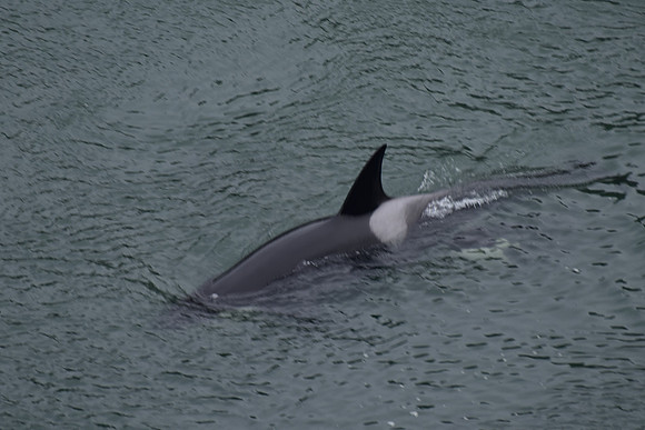 Orcas