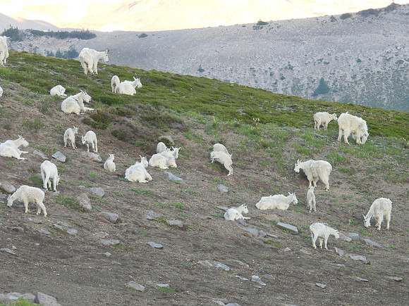 Mt Goat Herd