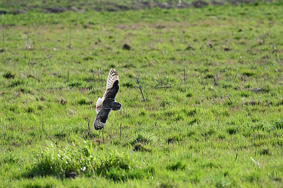 Short-eared Owl
