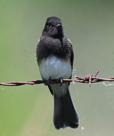 Black Phoebe