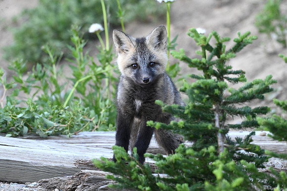 Cascade fox 2477