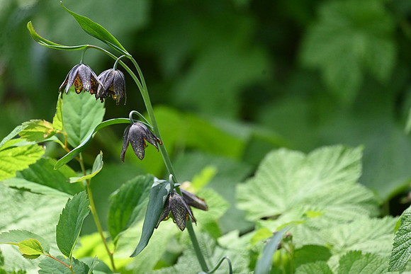 Chocolate Lilies 2
