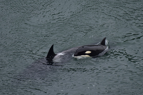 orca baby