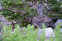 Sooty Grouse