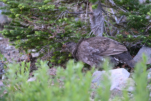 Sooty Grouse