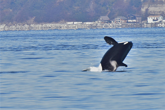 Orca