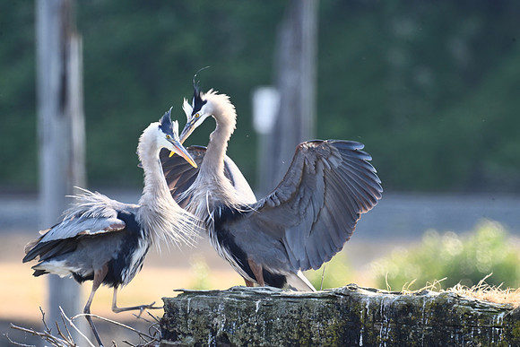 Heron Couple