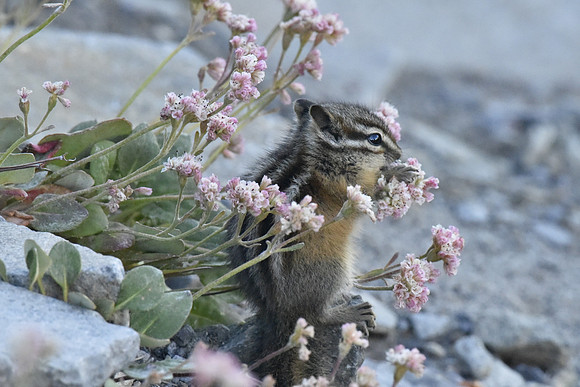Yellow Pine Chipmunk eating Buckwheat