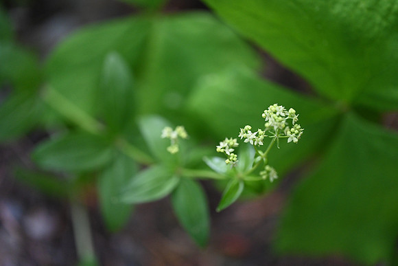 Oregon Bedstraw