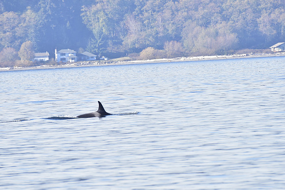 Orca
