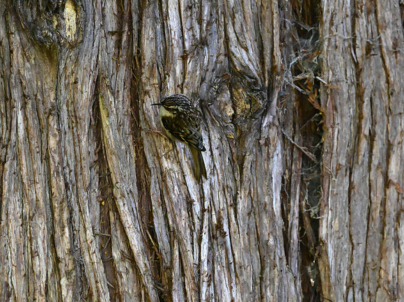 Brown Creeper