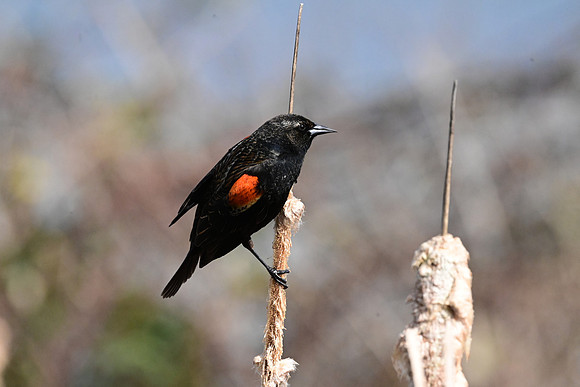 Male red-wind Blackbird 5