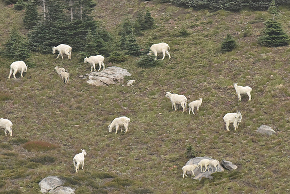 MT Goat herd