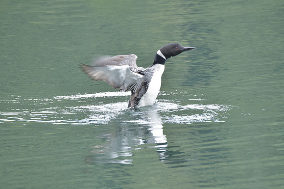Loon 5 (1)