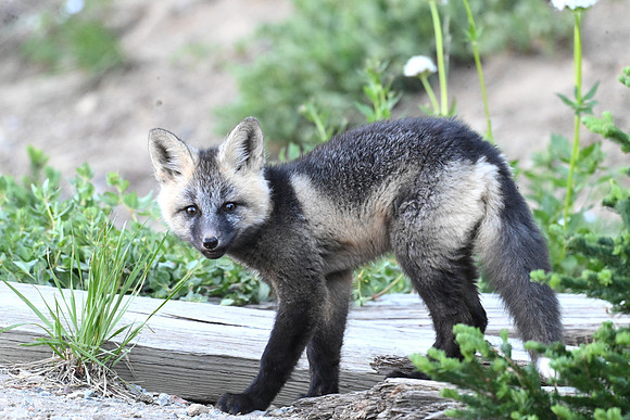Cascade Fox 2498