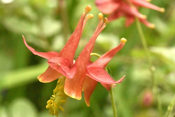 Native red