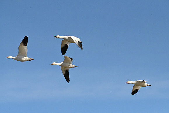 Snow Geese