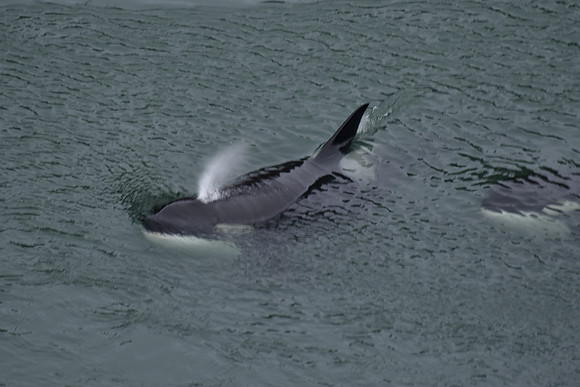 Orcas