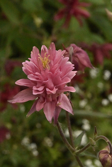 Triple pink
