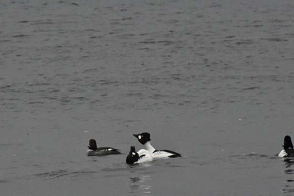 Mating Court of Common Goldeneye