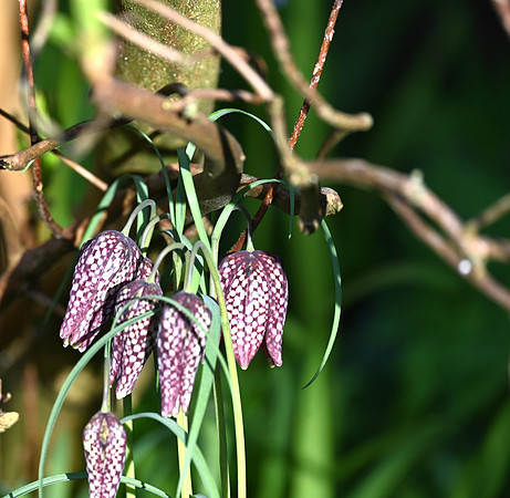 Chocolate Lilies 6