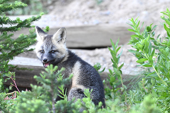 Cascade Fox 2628