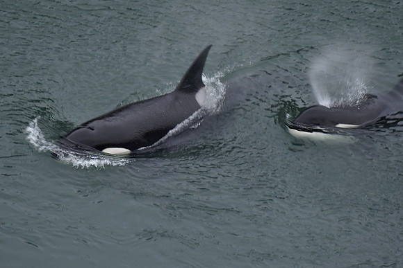 orcas