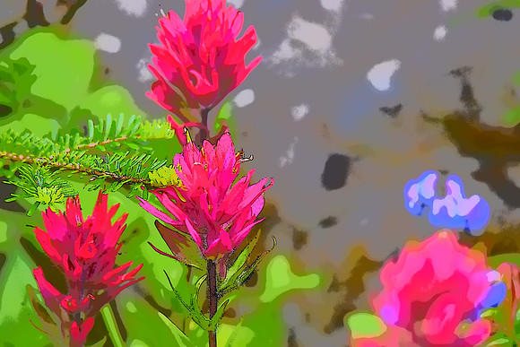 Magenta Paintbrush E