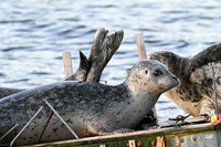 Harbor seal 5