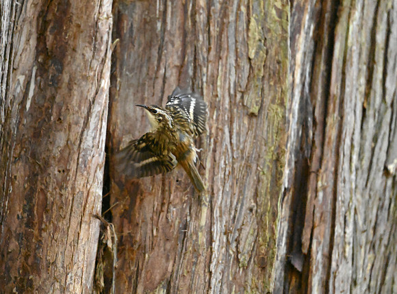 Brown Creeper 3