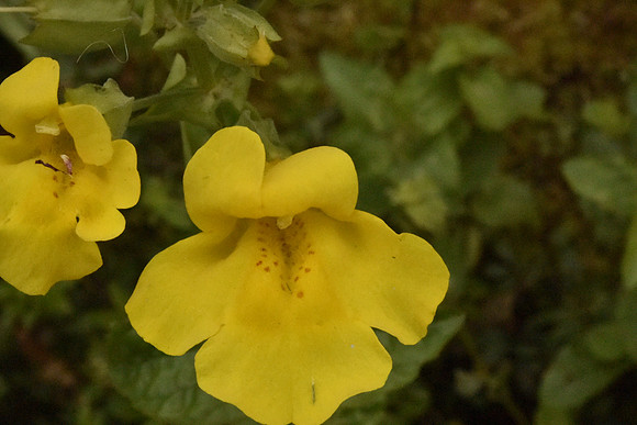 Yellow Monkey Flower