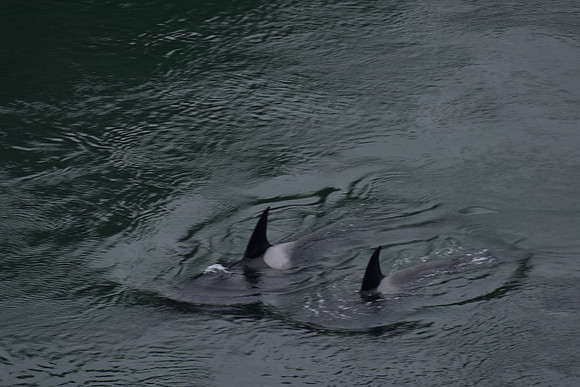 Orcas