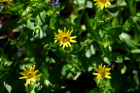 Broad-leaf Arnica