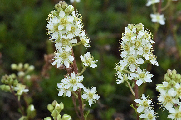 Partridgefoot